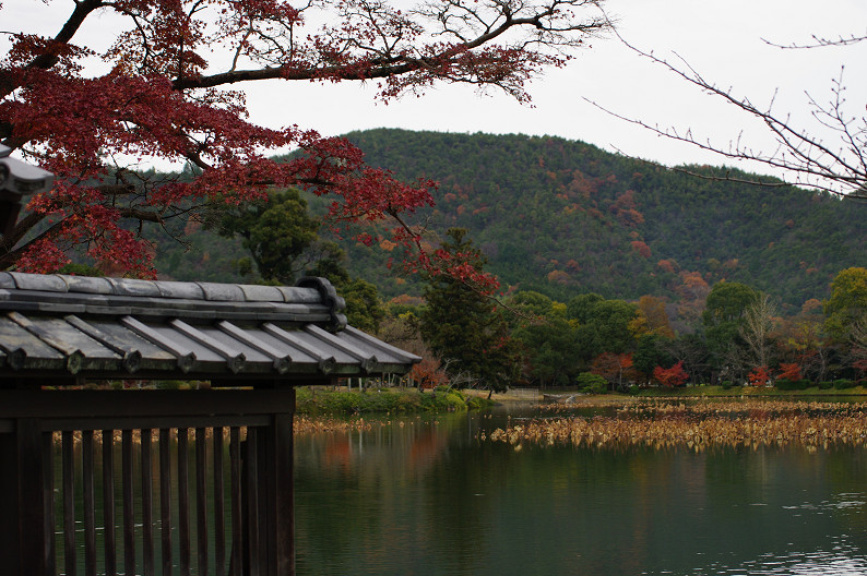 紅葉 2012　～大沢池～_f0152550_2184699.jpg