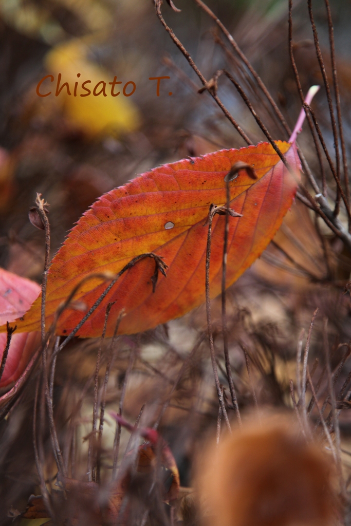 御苑の紅葉…_c0163751_6363684.jpg