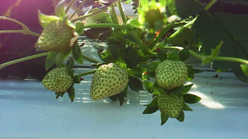 a0169558_20572414.jpg