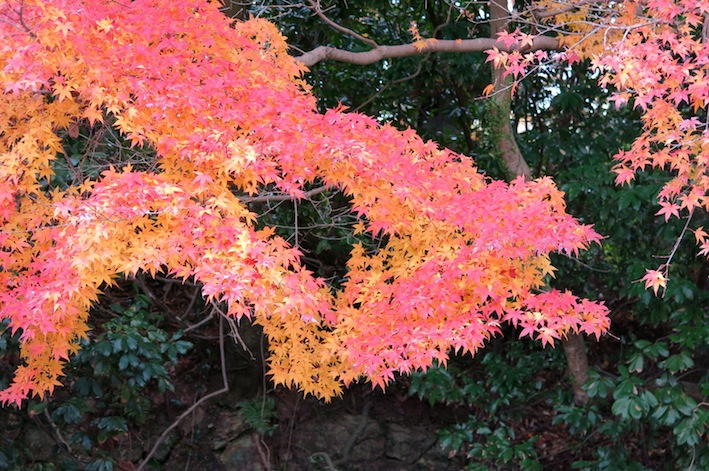 まだまだ紅葉_a0171959_194816.jpg