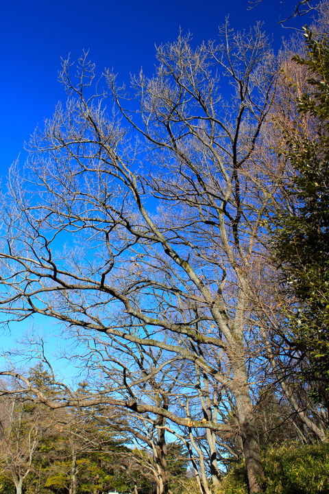 a0248459_7584961.jpg