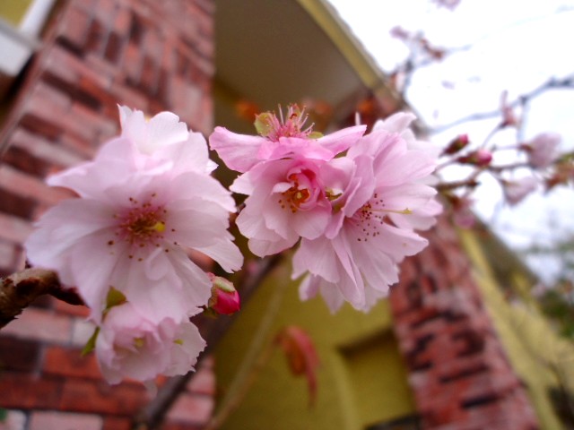 d0161959_13471360.jpg