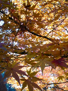 b0081270_1228270.jpg