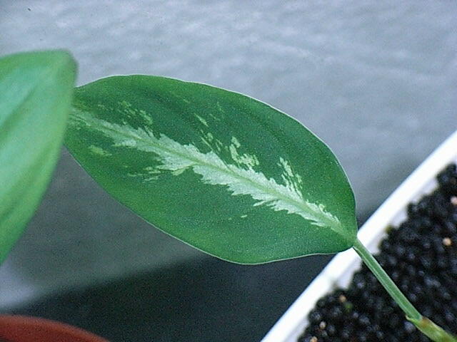 d0249970_18294034.jpg