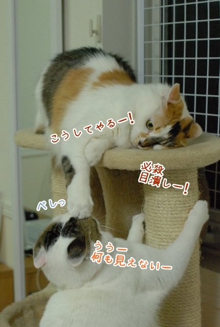 a0266372_22312744.jpg