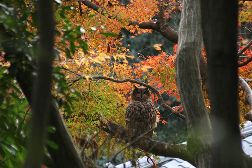 フクロウと、落ち葉_f0030085_20332898.jpg