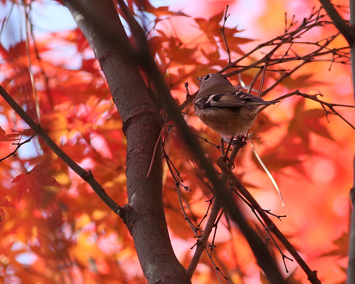 紅葉・珍客_d0230392_177218.jpg