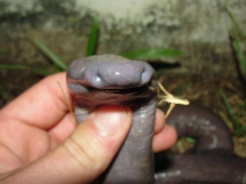 奇妙な生物(画像+動画):新種のメクラヘビ・ブラジル_a0028694_411085.jpg