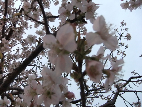 熱海の桜、箱根の紅葉_f0101201_21123930.jpg