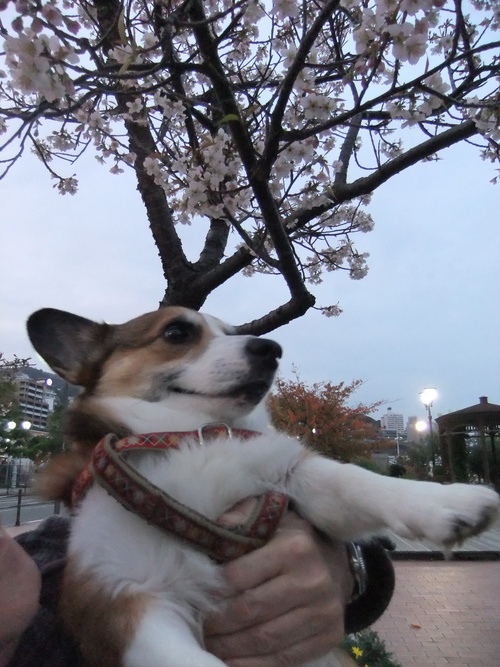 熱海の桜、箱根の紅葉_f0101201_2115517.jpg