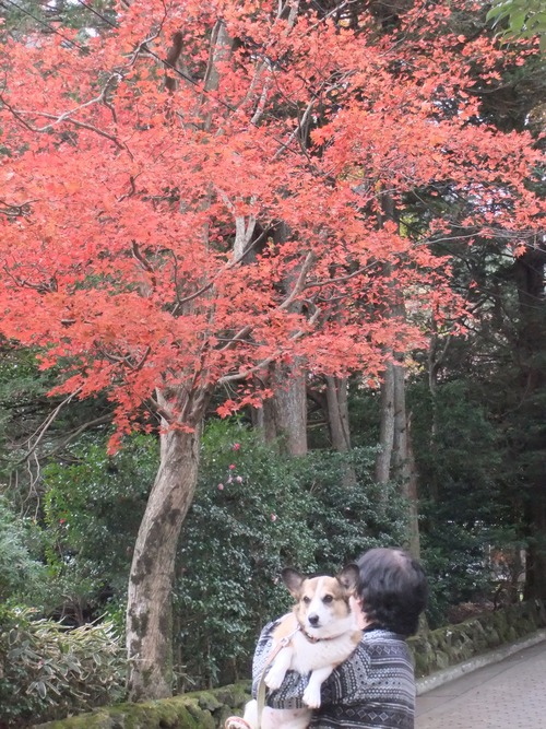 熱海の桜、箱根の紅葉_f0101201_21285648.jpg