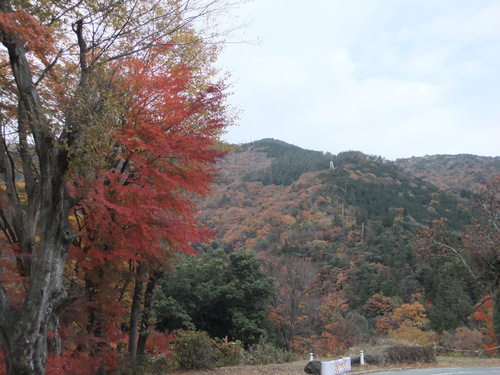 熱海の桜、箱根の紅葉_f0101201_2131401.jpg