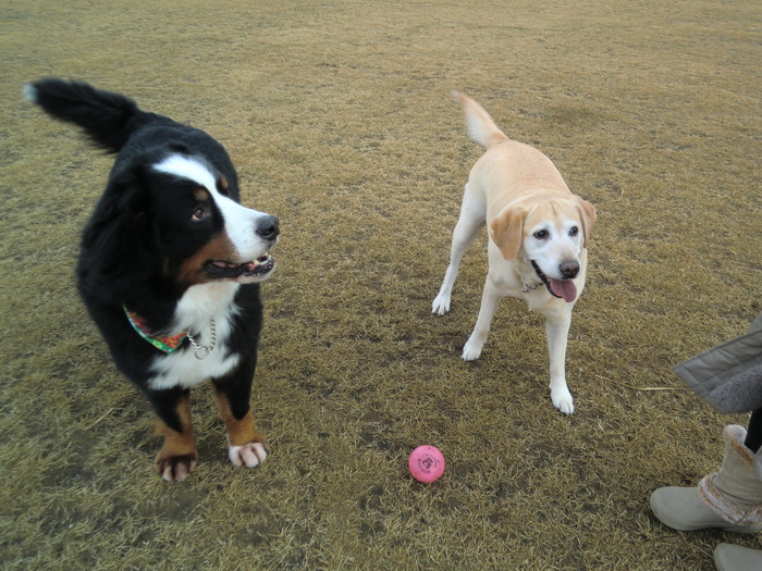 内灘町蓮湖渚公園１２月_d0243802_953581.jpg