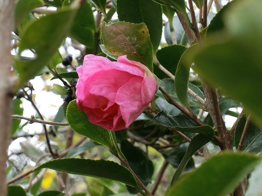 c0156104_2218762.jpg