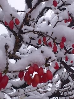 b0028109_7111397.jpg