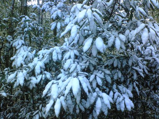 安心院でｍｙ初雪_c0097620_18552045.jpg