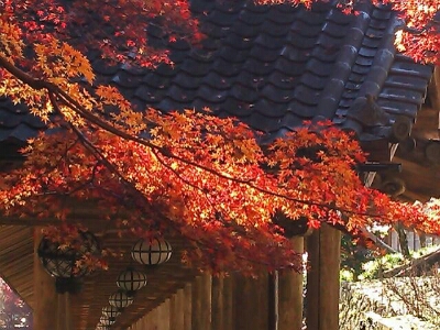 長谷寺  奈良紅葉_d0277422_22425091.jpg