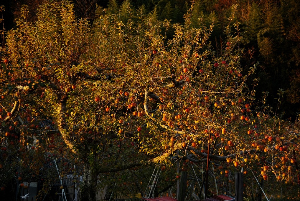 b0062024_2132543.jpg