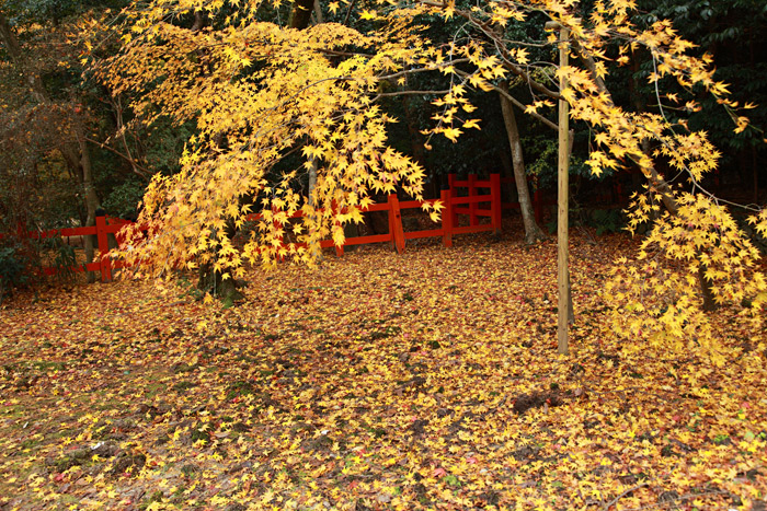 晩秋の京都・・・大原野神社（終わり）_e0025930_21591246.jpg