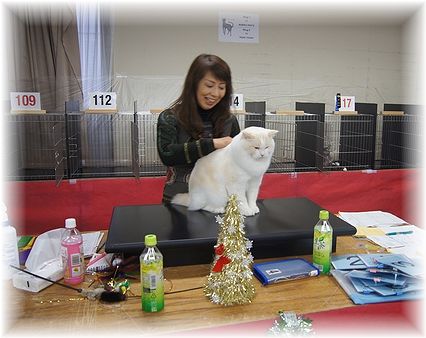 TICA&ACT　CAT　CLUB　CAT SHOW　2日目。_c0080132_2084921.jpg