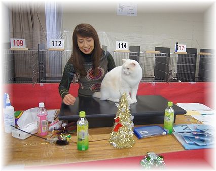 TICA&ACT　CAT　CLUB　CAT SHOW　2日目。_c0080132_2091851.jpg