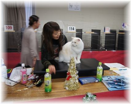 TICA&ACT　CAT　CLUB　CAT SHOW　2日目。_c0080132_2094232.jpg