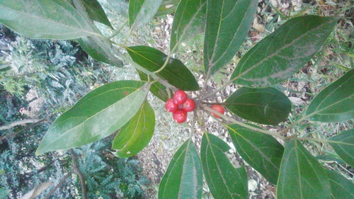 e0085133_11305086.jpg
