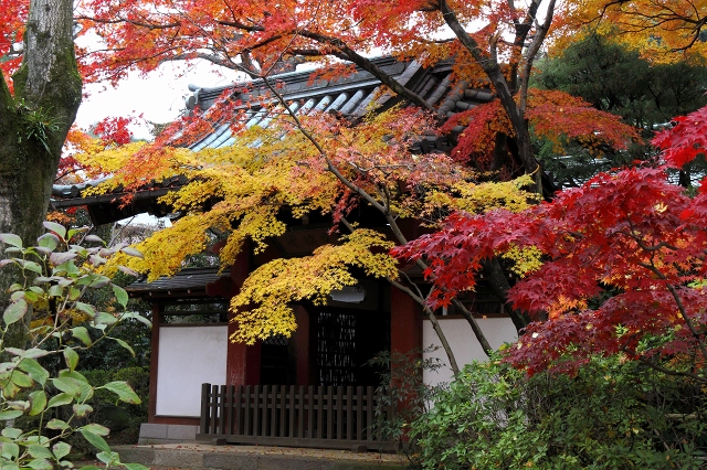 本土寺の紅葉　１　　2012_12_10　更新_e0229455_04110100.jpg