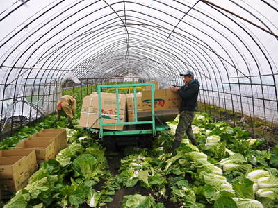 大山ファーム 霜が降りてから収穫の白菜の出荷!_a0254656_15563365.jpg