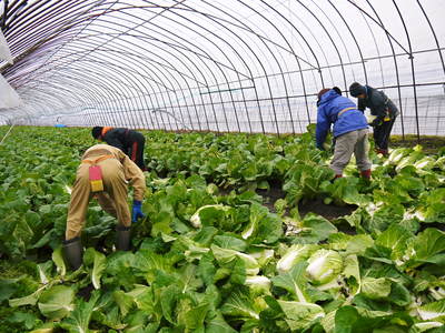 大山ファーム 霜が降りてから収穫の白菜の出荷!_a0254656_1559436.jpg