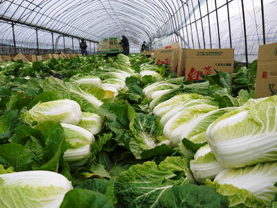 大山ファーム 霜が降りてから収穫の白菜の出荷!_a0254656_163418.jpg