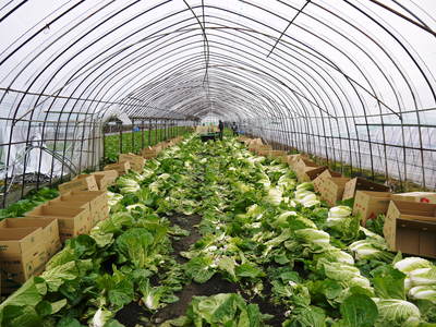 大山ファーム 霜が降りてから収穫の白菜の出荷!_a0254656_17135146.jpg