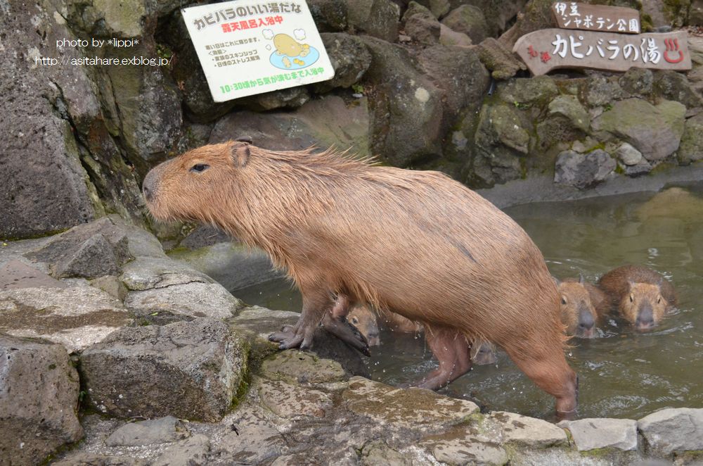 元祖カピバラの湯　祝30周年_b0024758_13613.jpg