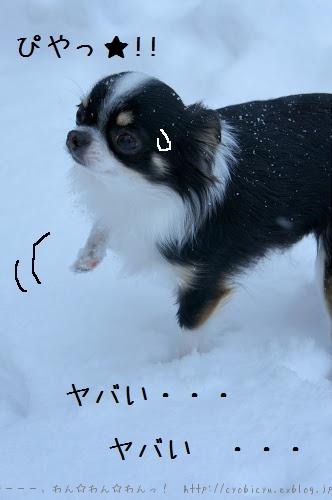 ついに　雪まみれになっちまいました。_b0112758_942714.jpg