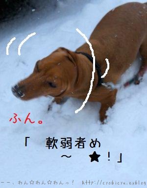 ついに　雪まみれになっちまいました。_b0112758_9543676.jpg