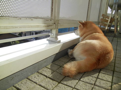 ’12,12,9(日)愛ちゃんはデブ可愛い?_f0060461_183489.jpg