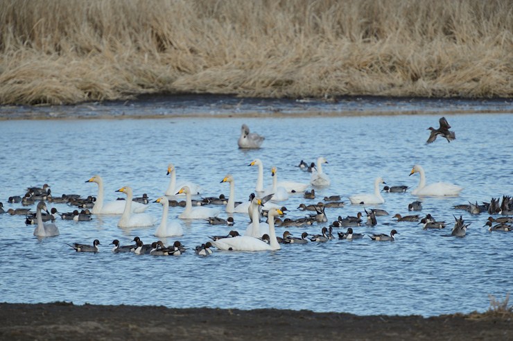 ガバ沼 1 ~カモとハクチョウ~_f0222161_2228144.jpg