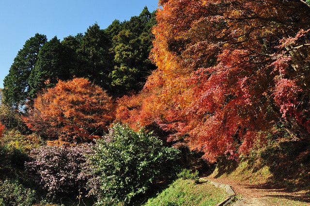 河内藤園の秋・2012・・・No4_e0153963_18153866.jpg