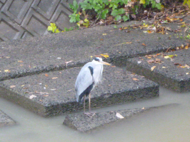 c0100865_11421428.jpg