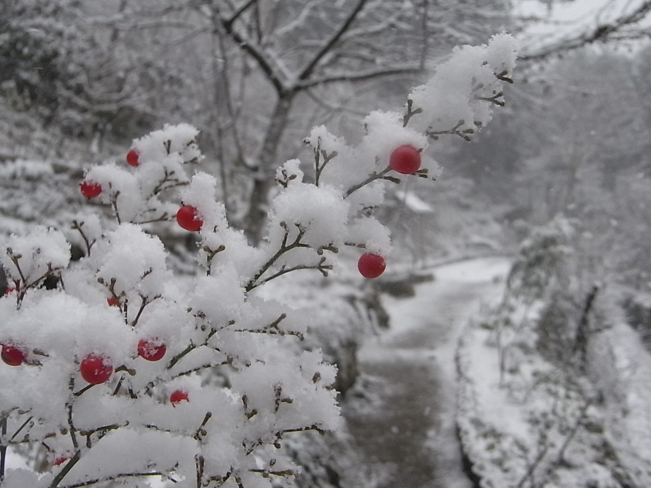 ふたりでもせんにん　にまいでもせんべー？　12月9日（日）　…雪…_a0146070_6535341.jpg