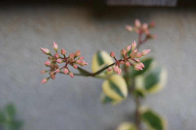 多肉植物に花_e0181373_20574754.jpg