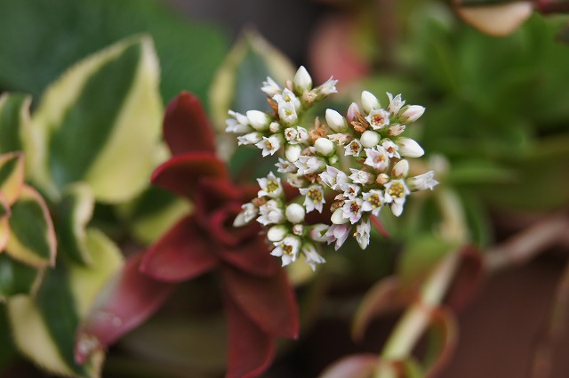 多肉植物に花_e0181373_20575650.jpg