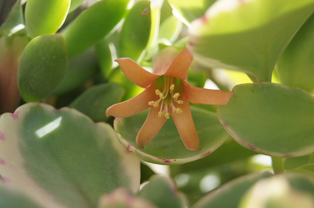 多肉植物に花_e0181373_20594033.jpg