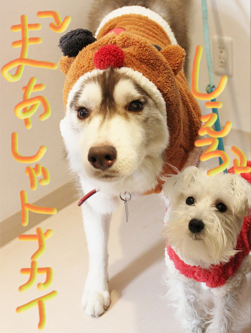 ☆アドベント☆_c0245679_18491783.jpg