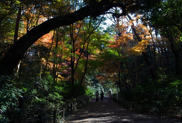 紅葉＠目黒自然教育園_a0248481_2019298.jpg