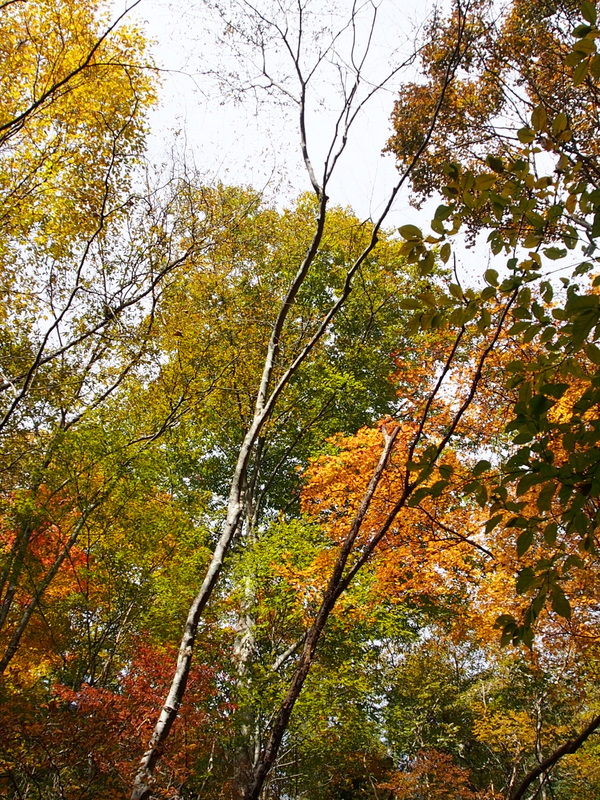 紅葉トレッキング　in 川苔山　（5）　　紅葉の中を♪_e0195587_11255181.jpg