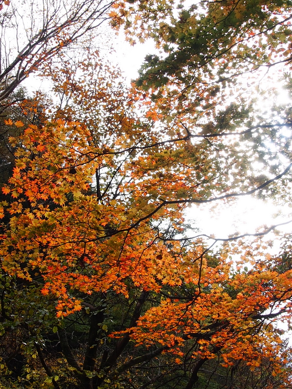 紅葉トレッキング　in 川苔山　（5）　　紅葉の中を♪_e0195587_9445784.jpg