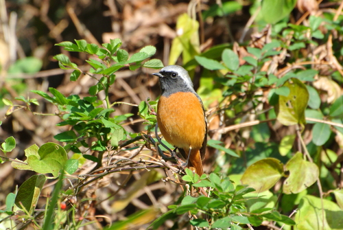 久しぶりの野鳥観察_a0214490_17313847.jpg