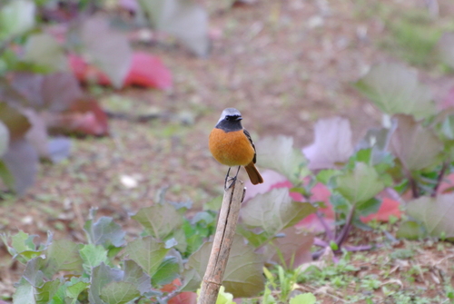 久しぶりの野鳥観察_a0214490_17365315.jpg