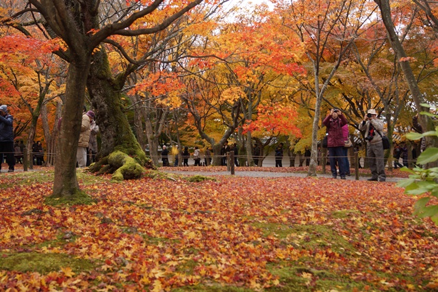 日本一綺麗な紅葉　東福寺、東福寺の紅葉、子供手当はいらない支援体制が必要②_d0181492_1519281.jpg